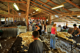 Steam Plains Shearing 022253  © Claire Parks Photography 